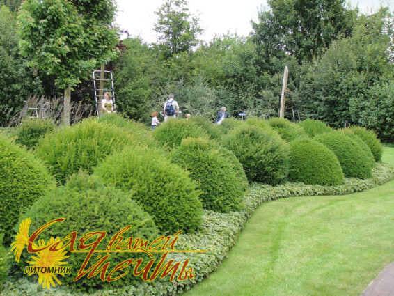 Тис ягодный - 2