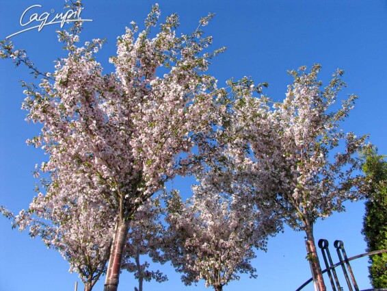 Слива Саржента 'Rancho' #2, WRB 25--30 450-500 St. 200-225 - 8