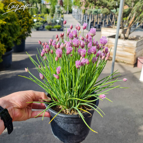 Лук Шнитт, p9 - - 2