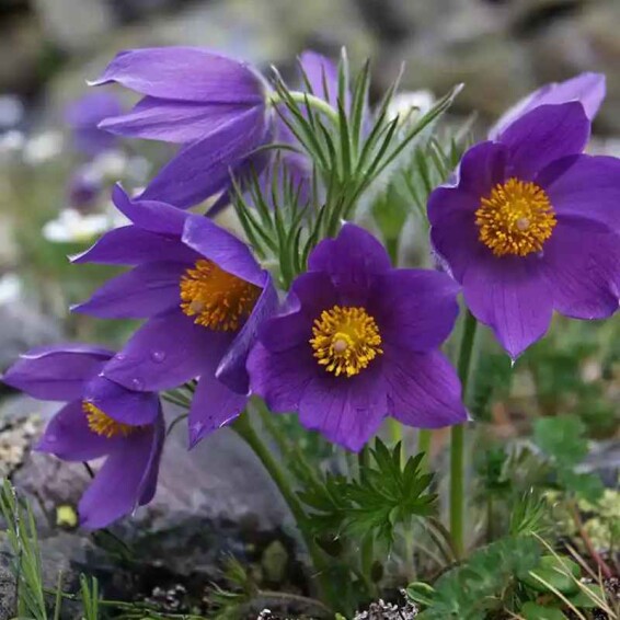 Прострел обыкновенный 'Blue' - 1