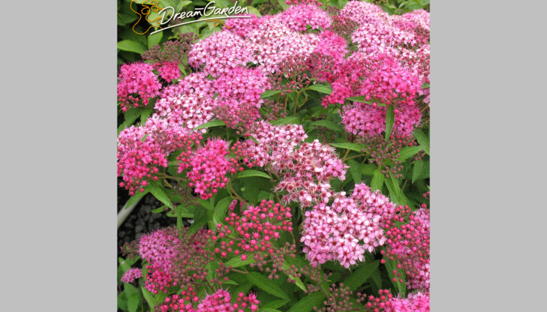 Спирея японская 'Anthony Waterer' - отличный выбор для Вашего сада!