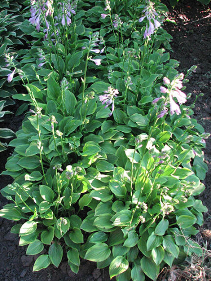 Хоста 'Golden Tiara' - 2