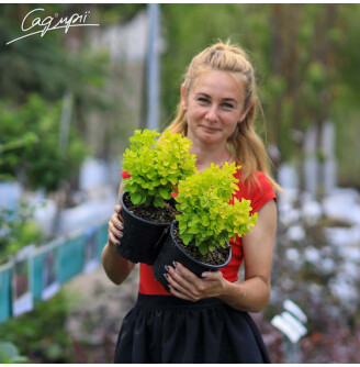 Барбарис Тунберга 'Golden Rocket'