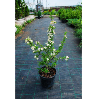 Піраканта 'Orange Charmer'