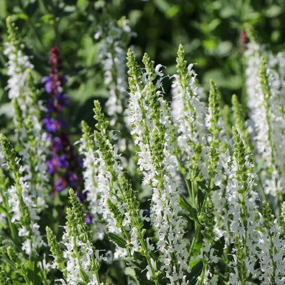 Шавлія лісова 'Schneehugel', p9 - - 1