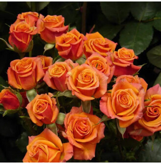 Роза бордюрная 'Alegria'