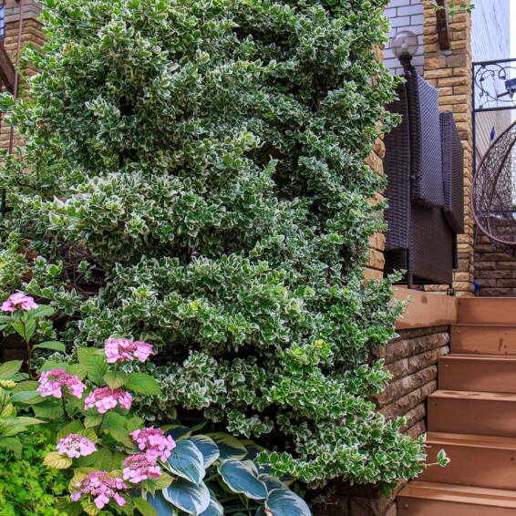 Бересклет Форчуна 'Emerald Gaiety' #3, p9 15-20 - 6