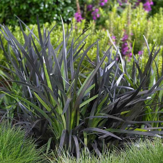 Офиопогон плоскострелый 'Niger' - 1