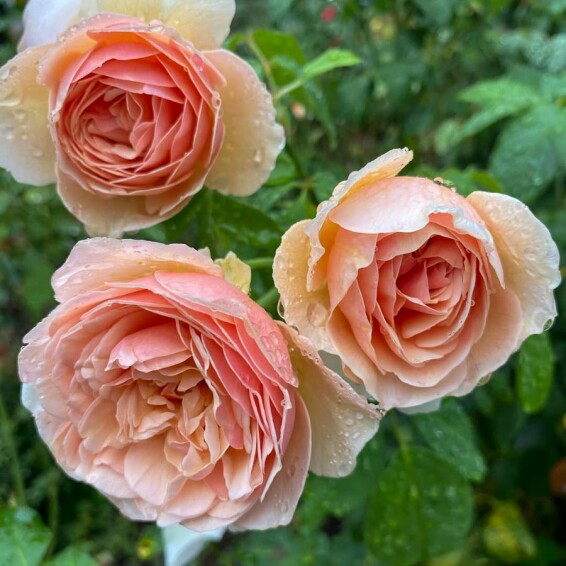 Роза чайно-гибридная 'Juliet' - 6 Роза чайно-гибридная 'Juliet' - 6