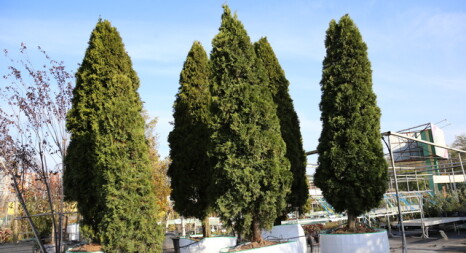 Хвойні рослини