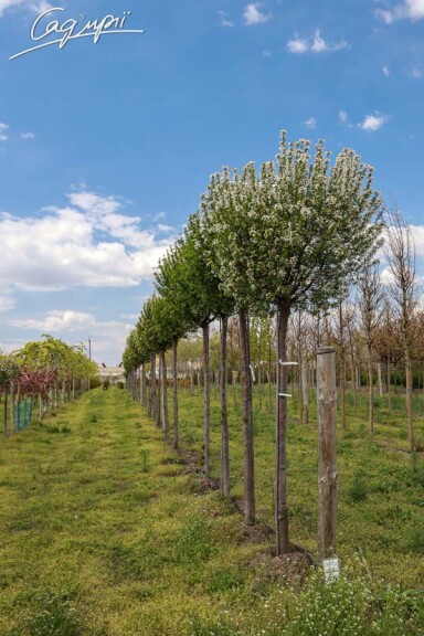 Вишня шаровидная 'Umbraculifera' #11, С110 16--18 300-350 St. 220-230 - 12