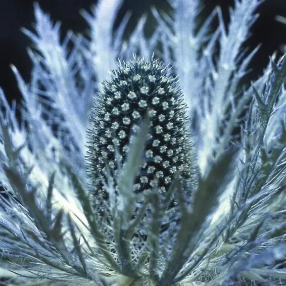 Ерінгіум альпійский (миколайчики) 'Blue Star' - 2