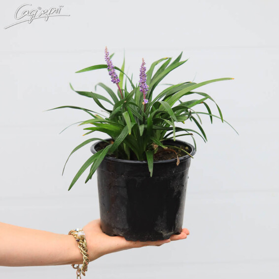 Ліріопе мускарі 'Royal Purple' - 2