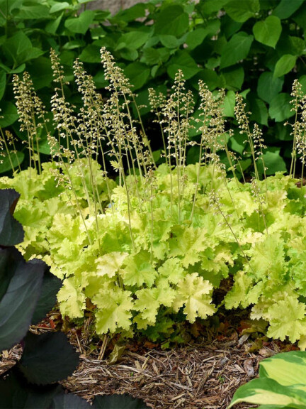 Гейхера 'Rex Lime' - 1