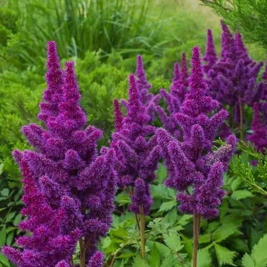 Астільба китайська 'Black Pearls' - 1