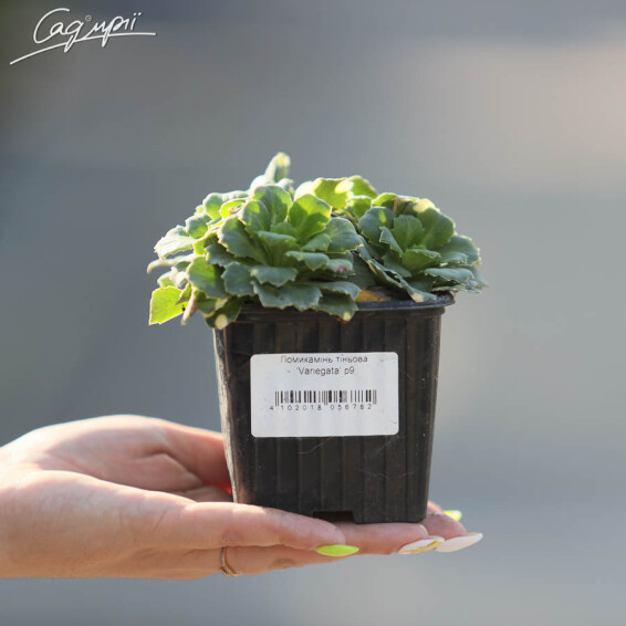 Камнеломка теневая 'Variegata' - 2