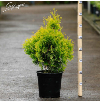 Туя западная 'Yellow Ribbon'