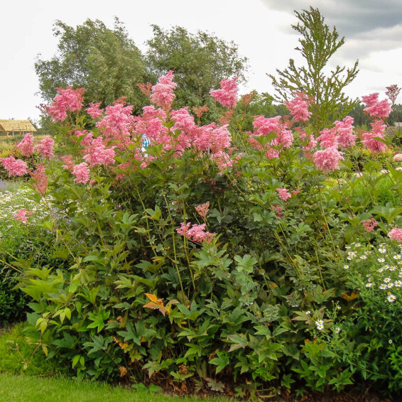Гадючник червоний 'Venusta Magnifica' - 3