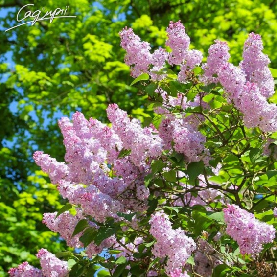 Сирень обыкновенная 'Olimpiada Kolesnikowa' - 1 Сирень обыкновенная 'Olimpiada Kolesnikowa' - 1