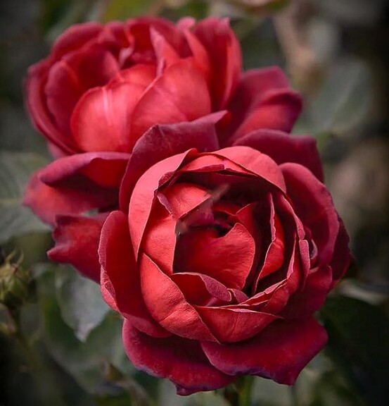 Роза чайно-гибридная 'Malicorne' - 2