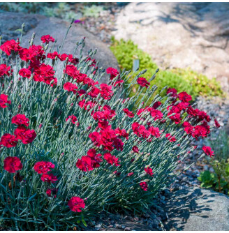 Гвоздика сірувато-блакитна 'Rubin'