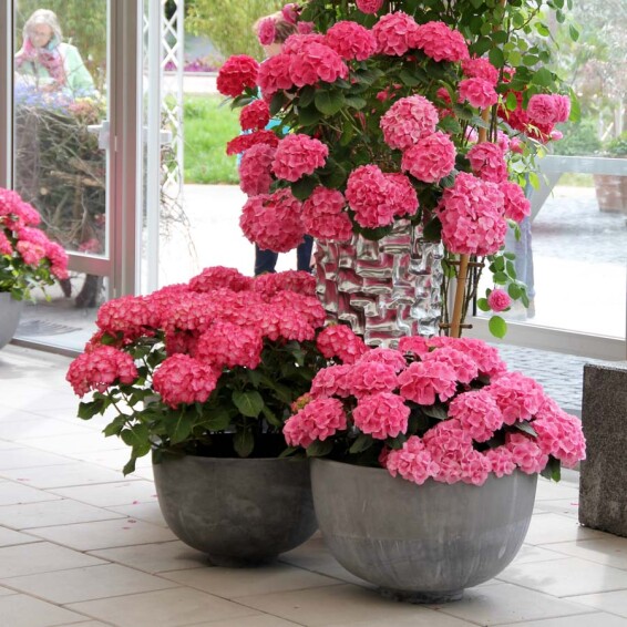 Гортензія крупнолиста 'Leuchtfeuer' - 1