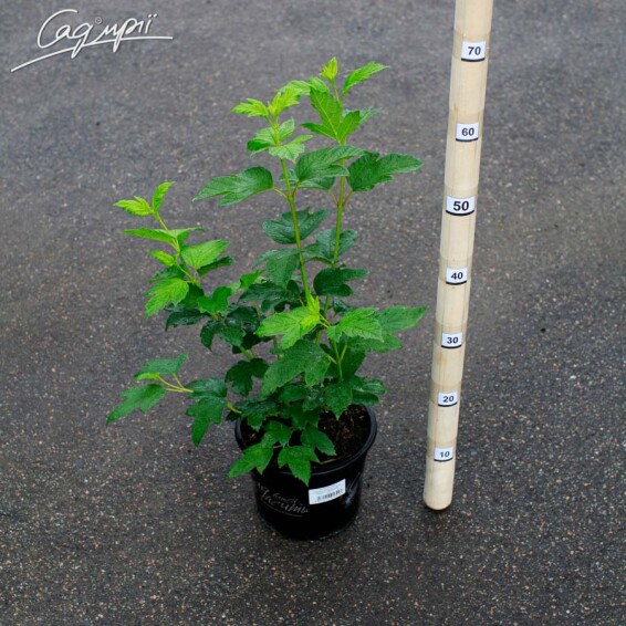 Калина звичайна - 6