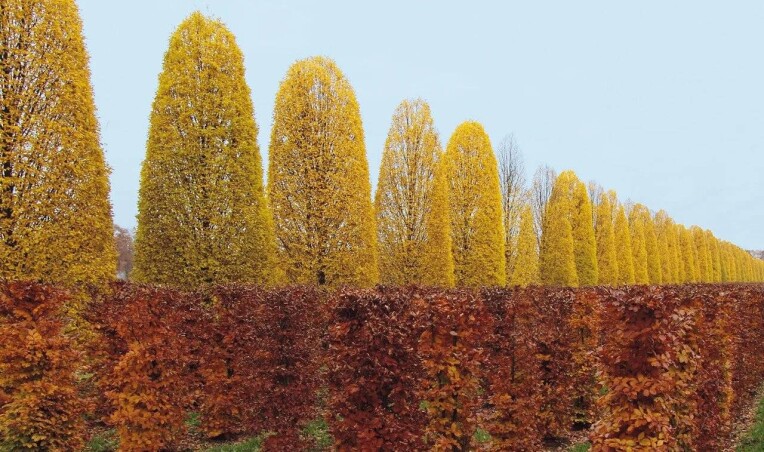 Грабы Fastigiata от Сада Вашей мечты