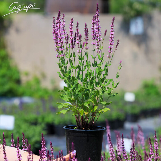 Шалфей дубравный 'Sensation Rose', C2 - - 2