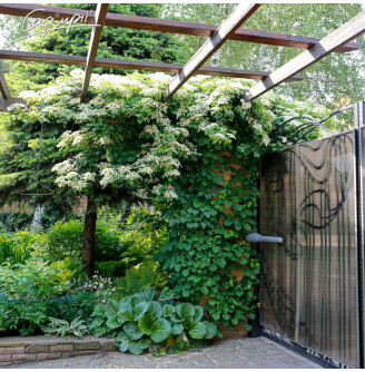 Гортензія черешкова