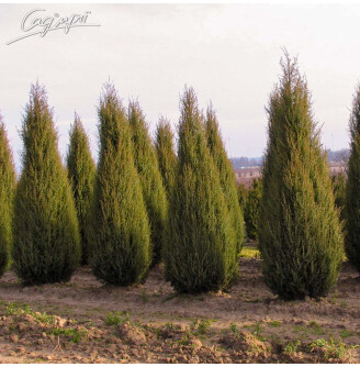 Ялівець скельний 'Skyrocket'