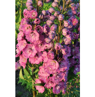 Дельфіній гібридний 'Delphi's Pink Power'®