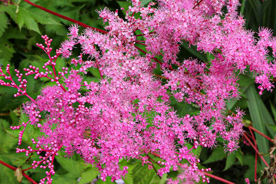 Лабазник в'язолистий 'Kahome' - 4