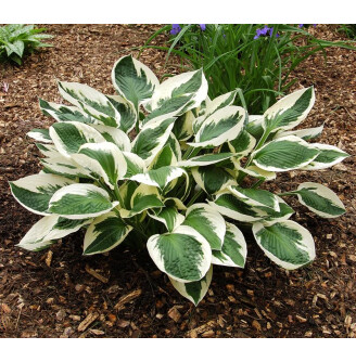 Хоста 'Patriot'