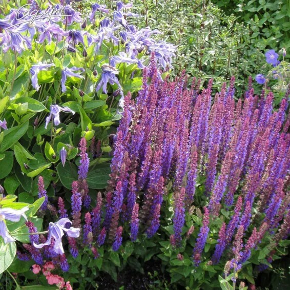 Шавлія лісова 'Caradonna Compact' ® PBR - 8