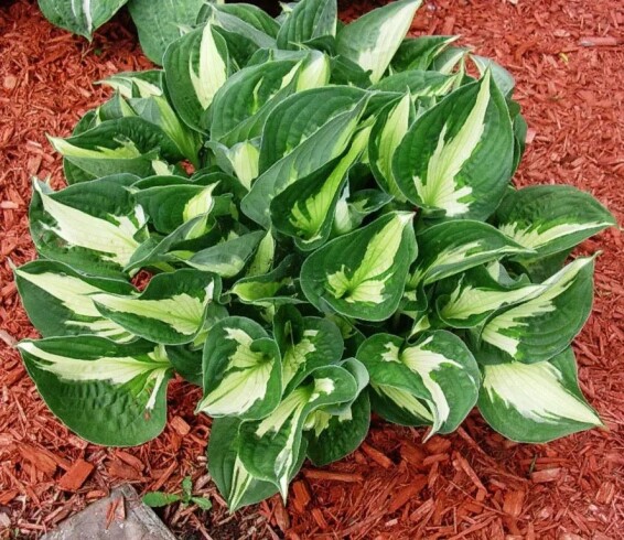 Хоста 'Whirlwind', С2,С3 - - 2