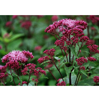 Сідач плямистий 'Baby Joe'