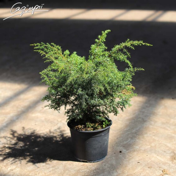 Ялівець звичайний 'Hibernica' - 3