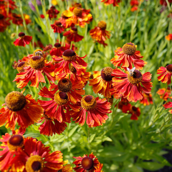 Гелениум гибридный 'Moerheim Beauty' - 2