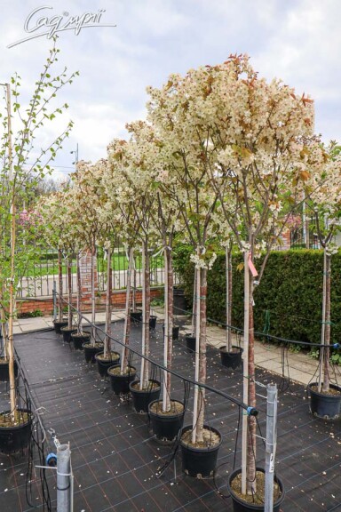 Сакура дрібнозубчаста 'Ukon' - 1