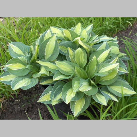 Хоста 'Gypsy Rose'® - 1