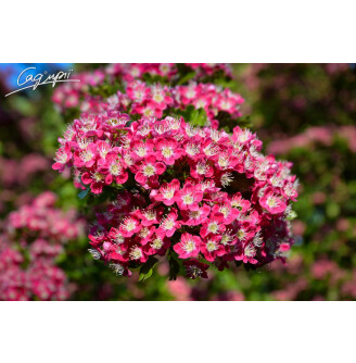 Глід колючий 'Paul`s Scarlet'