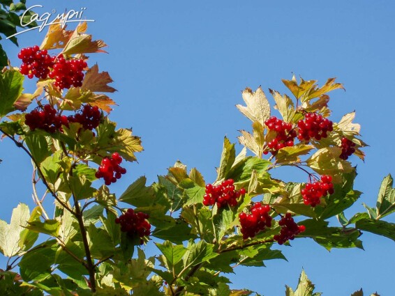 Калина звичайна - 5