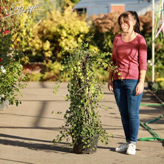 Плющ звичайний 'Hibernica' - 4