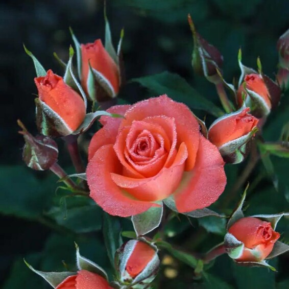 Троянда бордюрна 'Alegria' - 2