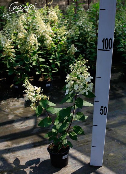 Гортензия метельчатая 'Pinky Winky' ® #3, C3 - - 5