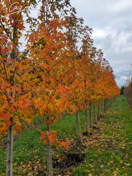 Ликвидамбар смолоносный 'Worplesdon' #6, WRB 25--30 500+ St. 1/2 - 3