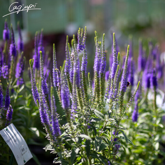 Вероника колосковая 'Blue Indigo' - 2 Вероника колосковая 'Blue Indigo' - 2