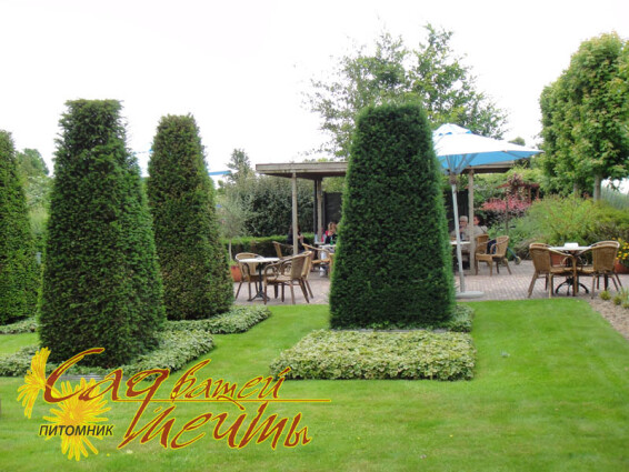 Тис ягодный - 1