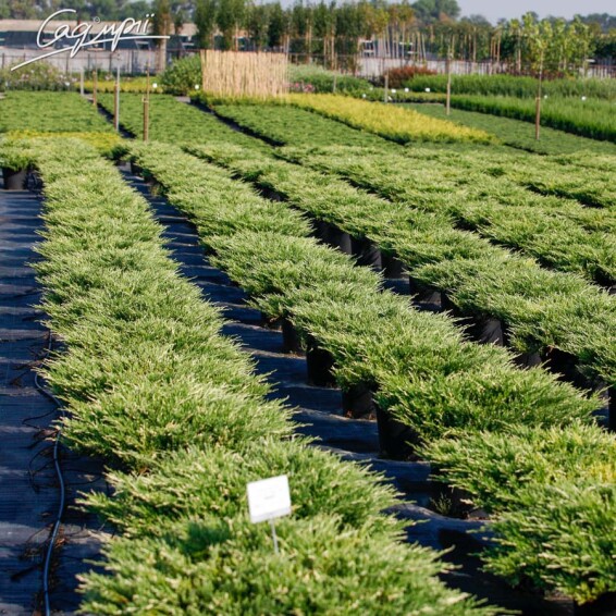 Можжевельник горизонтальный 'Andorra Variegata' - 4